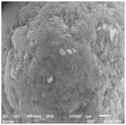 星空官方網頁版